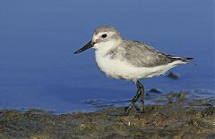 Wrybill